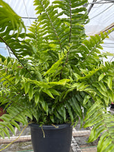 Load image into Gallery viewer, 10” Fern