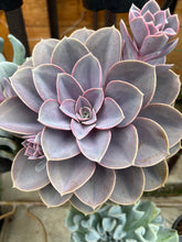 Load image into Gallery viewer, Succulents Asst. 5”