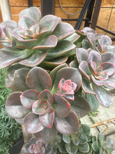 Load image into Gallery viewer, Succulents Asst. 5”