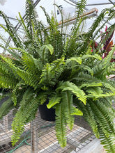 Load image into Gallery viewer, 10” Fern
