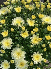 Load image into Gallery viewer, 6” Fall Mum
