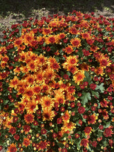 Load image into Gallery viewer, 14” Fall Mum
