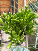 Load image into Gallery viewer, Succulents Asst. 5”
