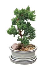 Load image into Gallery viewer, 5” Bonsai in Ceramics
