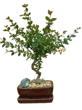 Load image into Gallery viewer, 8” Bonsai in Ceramic
