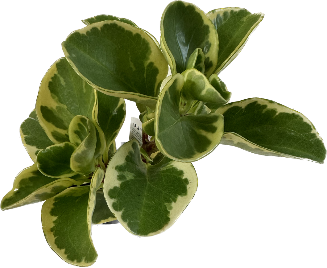 Peperomia Marble 4”