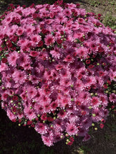 Load image into Gallery viewer, 14” Fall Mum
