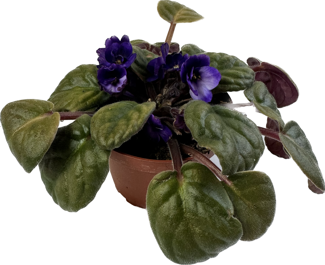 African Violet 4”