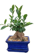 Load image into Gallery viewer, 6” Bonsai in Ceramics
