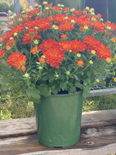 Load image into Gallery viewer, 6” Fall Mum
