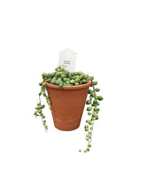 Load image into Gallery viewer, 2.5” Mini Fall Planter
