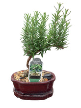 Load image into Gallery viewer, 6” Bonsai in Ceramics
