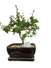 Load image into Gallery viewer, 8” Bonsai in Ceramic
