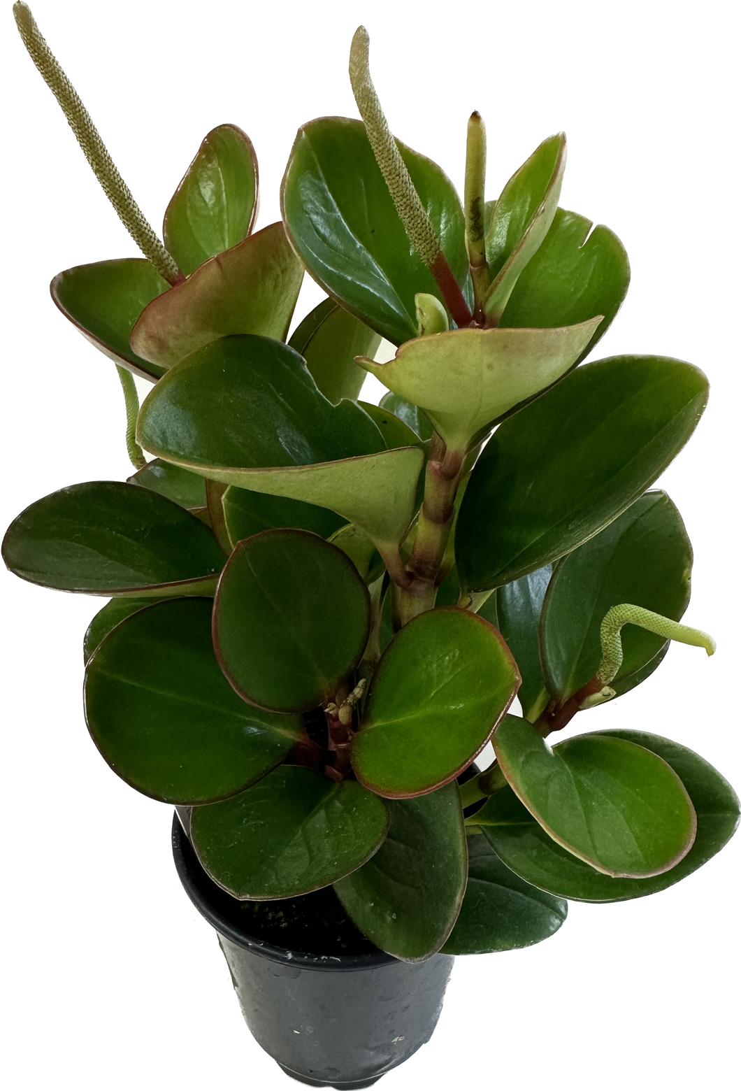 Peperomia 4”