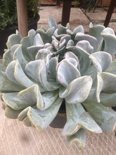 Load image into Gallery viewer, Succulents Asst. 5”
