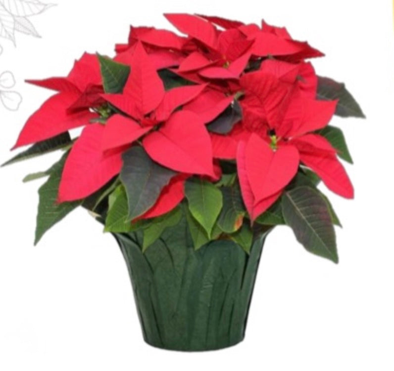 8” Red Poinsettia