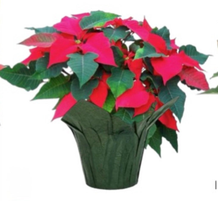 6” Red Poinsettia