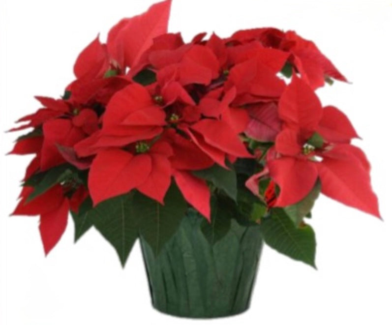 10” Red Premium Poinsettia