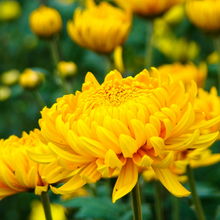 Load image into Gallery viewer, 10” Fall Mum

